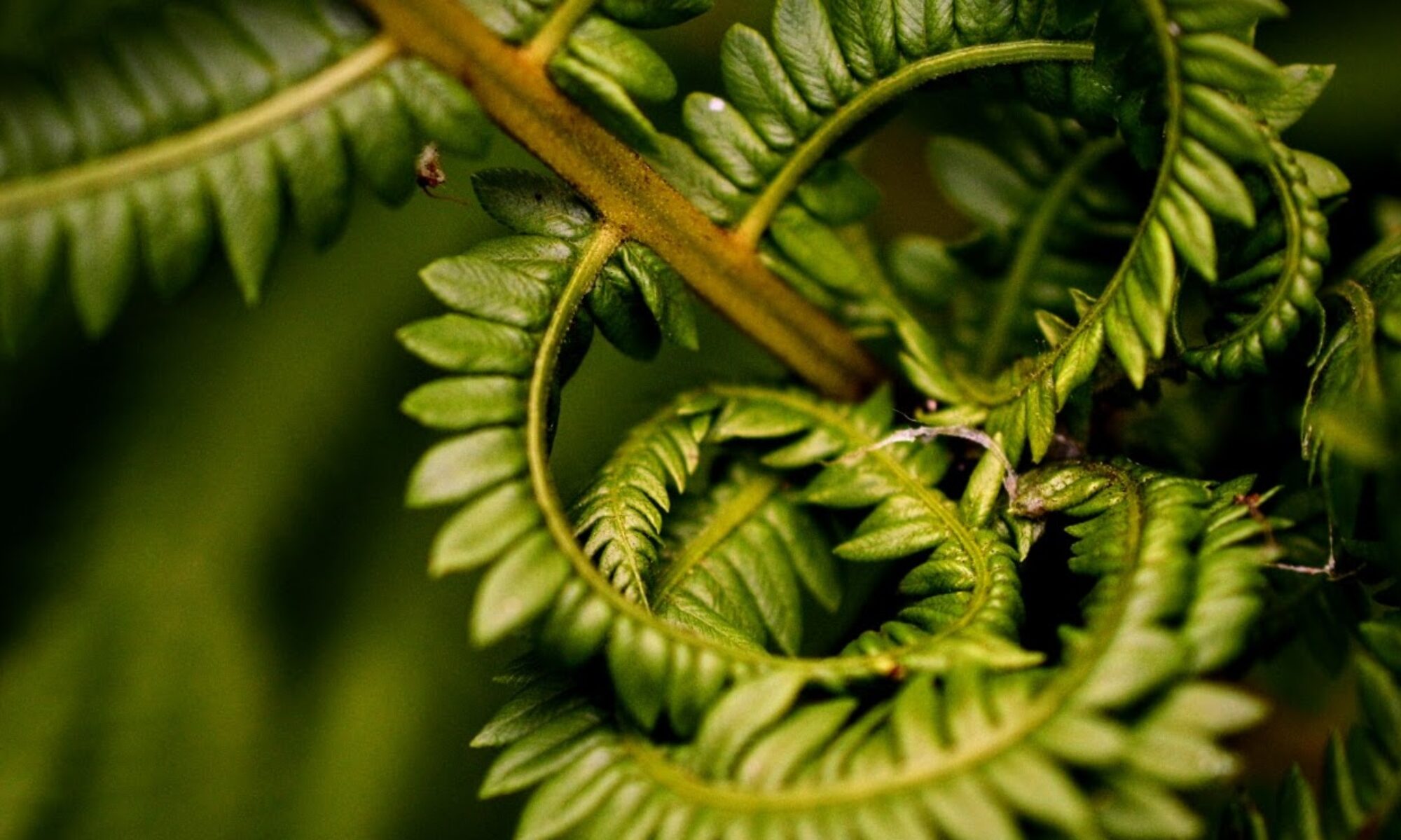 A closeup shot of fern leaves unfurling